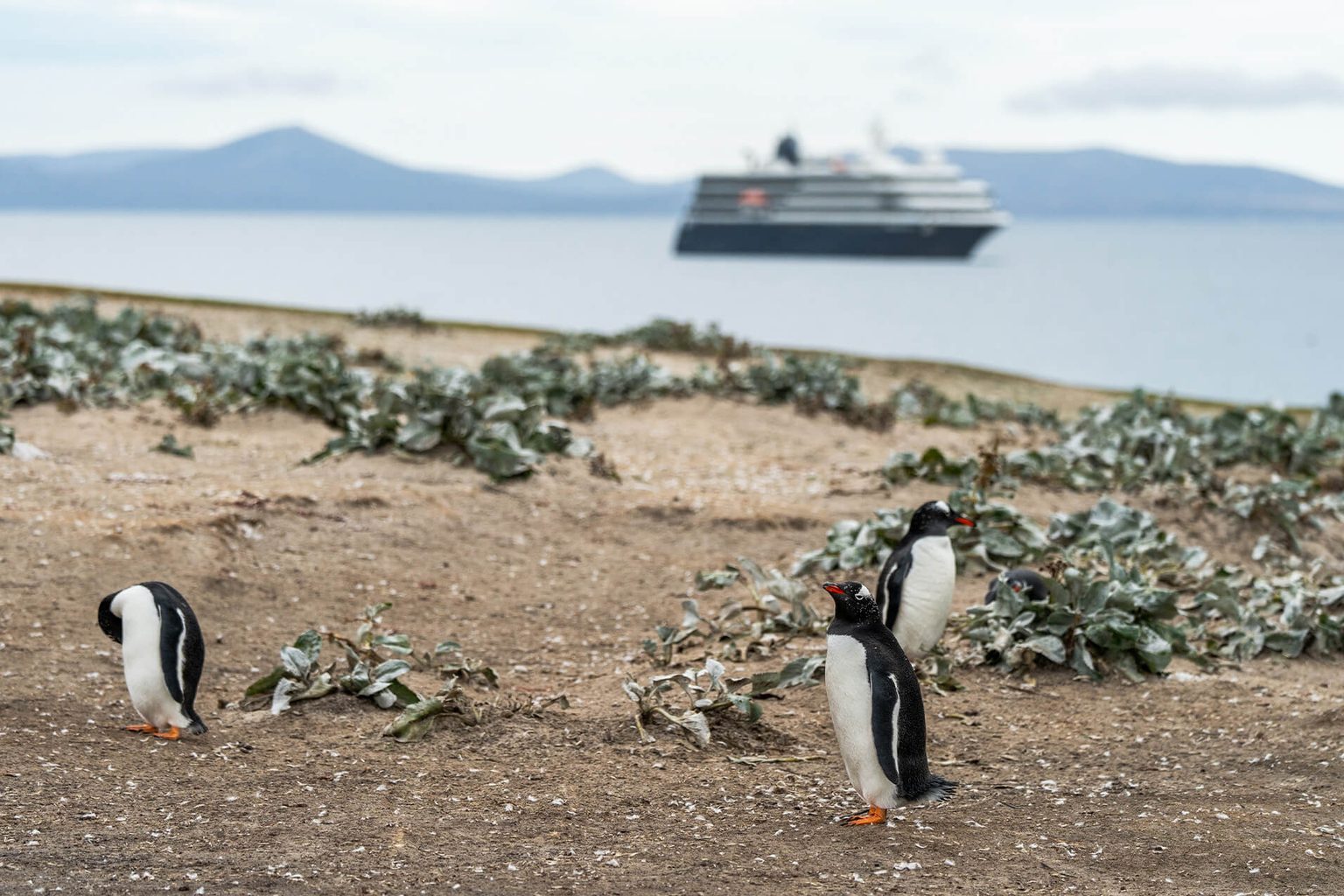 ATLAS OCEAN VOYAGES WELCOMES RENOWNED WILDLIFE EXPERT RON MAGILL ABOARD ANTARCTICA &amp; FALKLANDS EXPEDITION