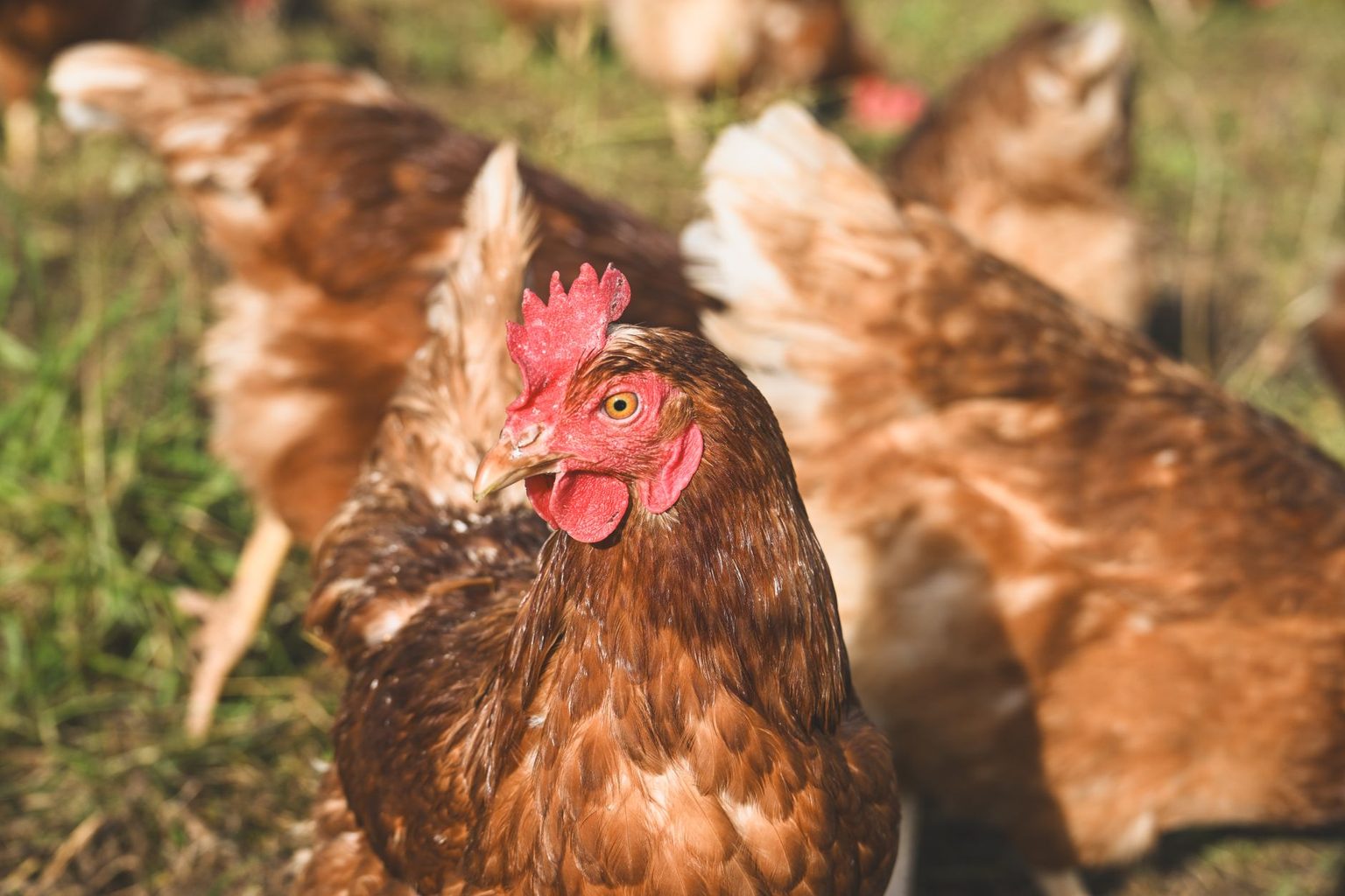 CHICKEN SALAD CHICK CONTINUES NORTH CAROLINA GROWTH