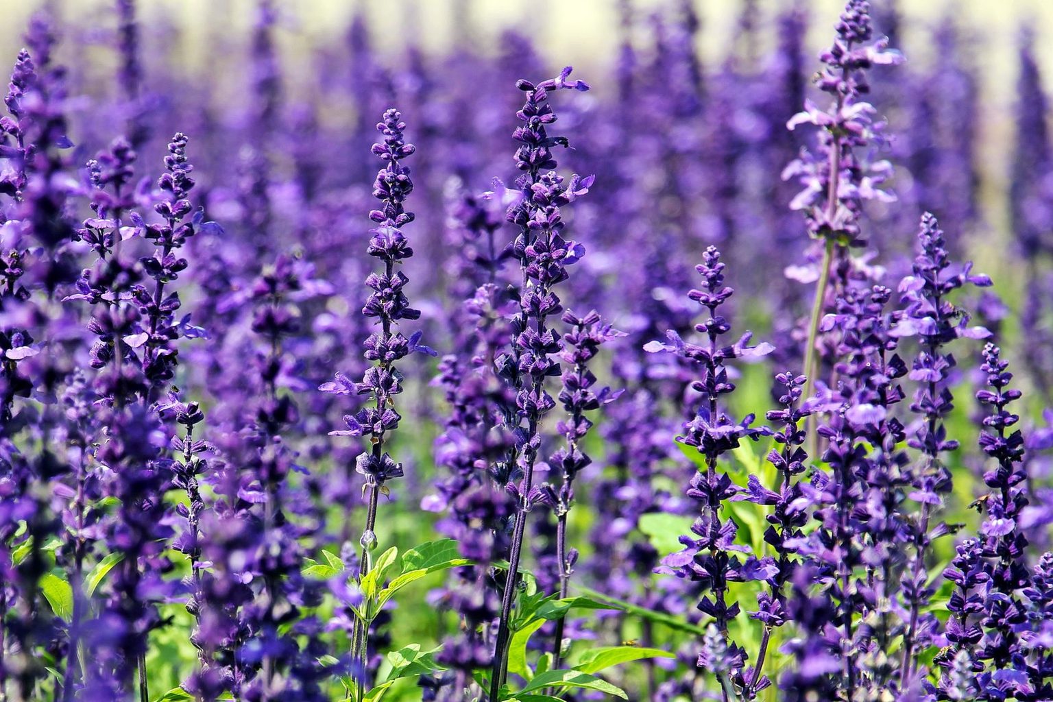 Village fortunes transformed through 'purple economy'