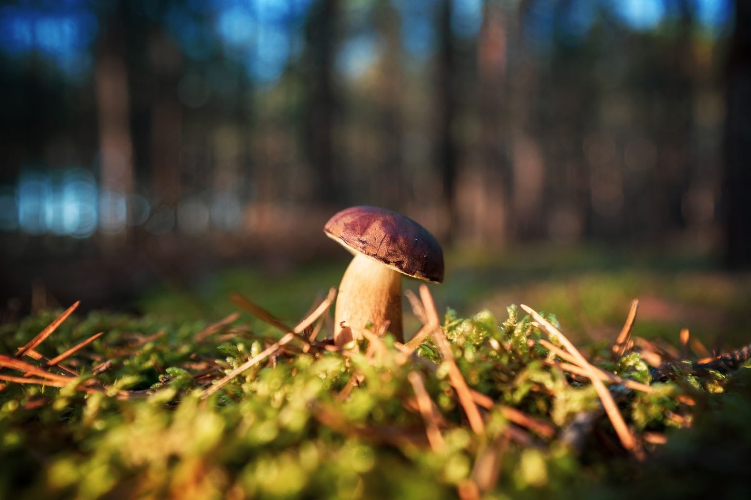 South Mill Champs Comments on Flawed Preliminary U.S. Trade Ruling Built on False Premise:  U.S. Customers Choose Canadian Mushrooms For Their Premium Quality, Not Their Price