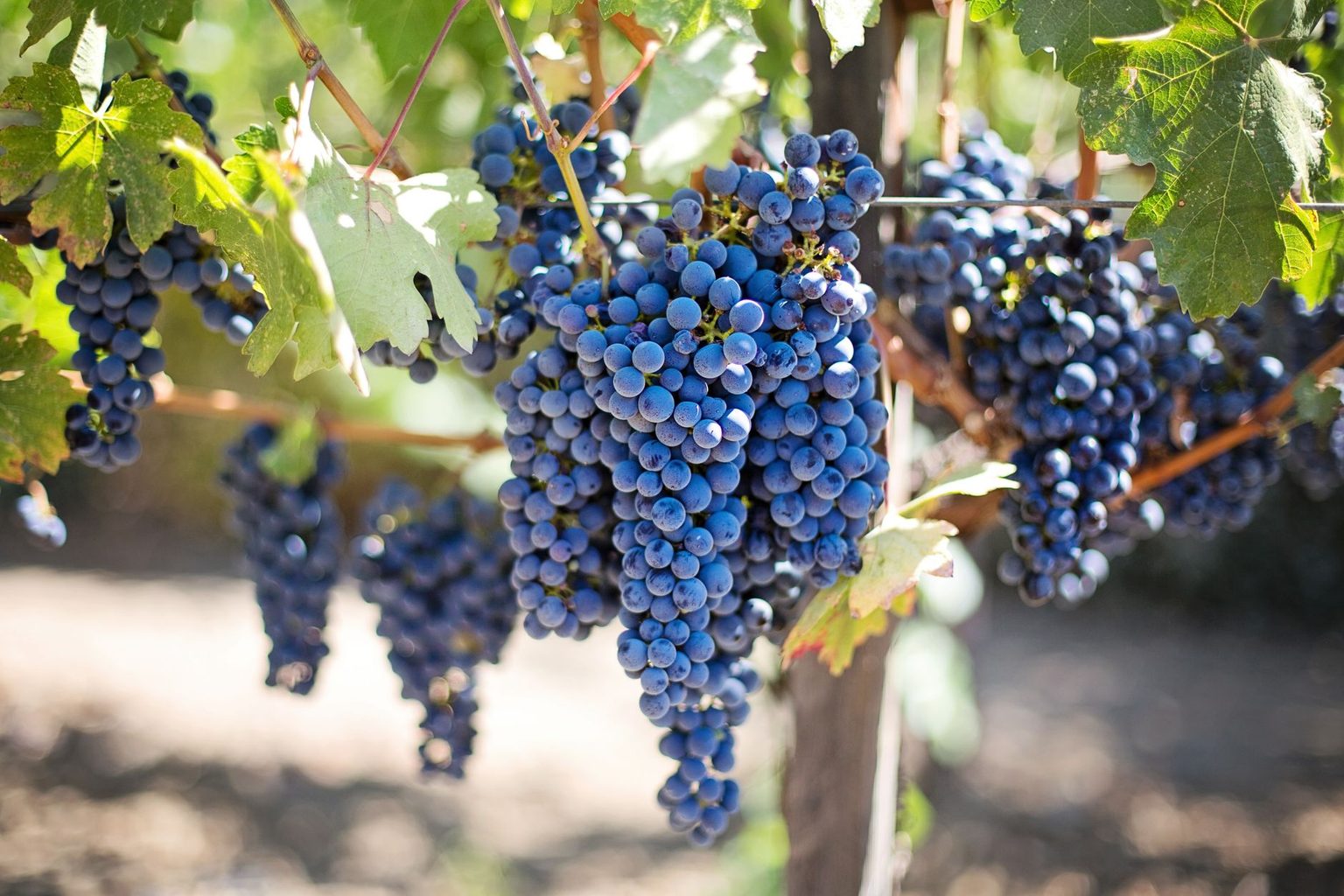 2024 Atelier Ilaria Napa Valley Cabernet Sauvignon Release